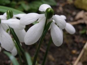 Galanthus rizehensis 'Margaret Billington'